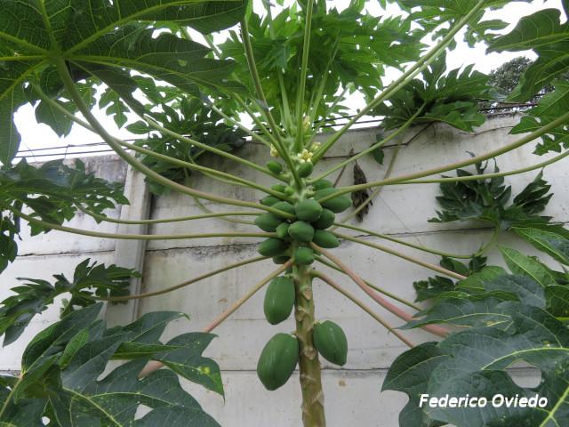 Carica papaya (Papaya)