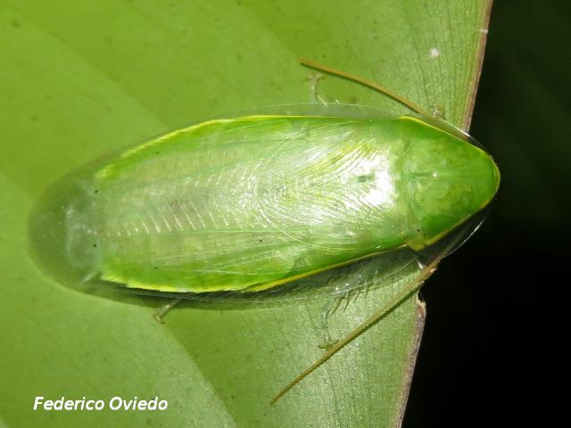 Panchlora nIvea (Cucaracha verde)