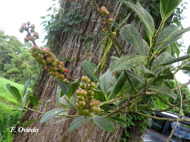 Souroubea loczyi