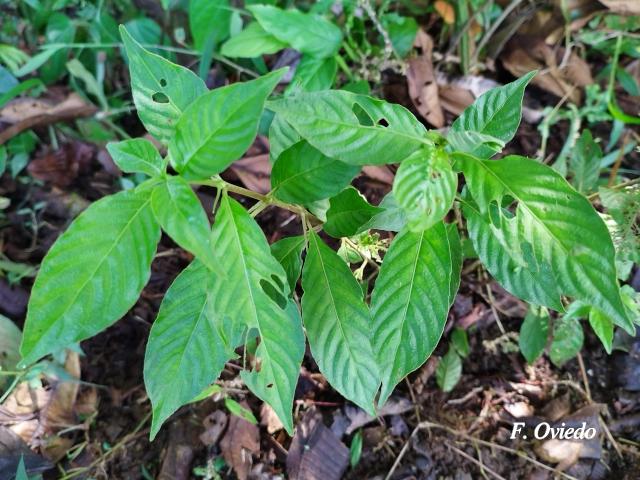 Chomelia tenuiflora (Malacaguite)