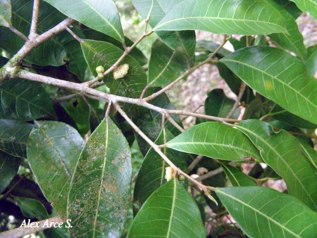 Maquira guianensis (Manglillo)