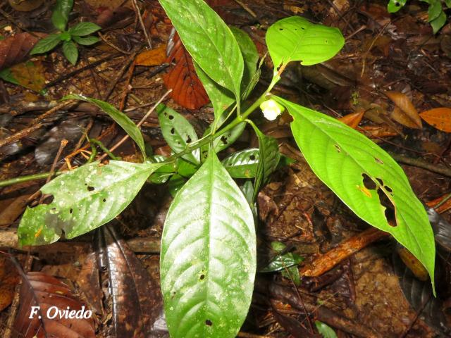 Psychotria platypoda 