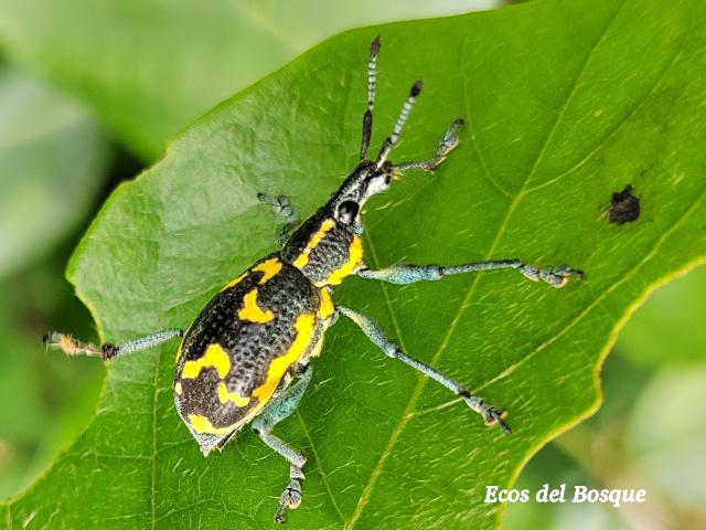 Exophthalmus nicaraguensis