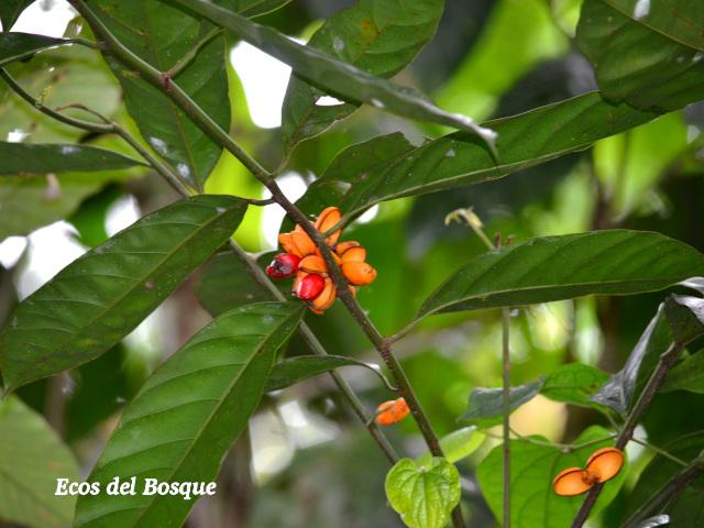 Compsoneura mexicana (Fruta dorada, sangrillo)