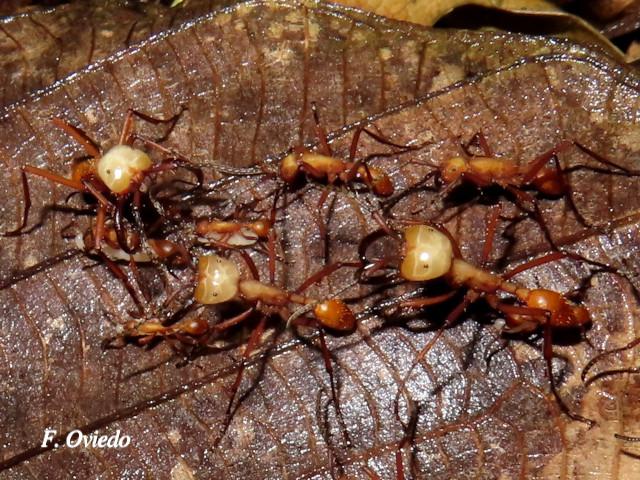 Eciton hamatum (Hormigas soldado)