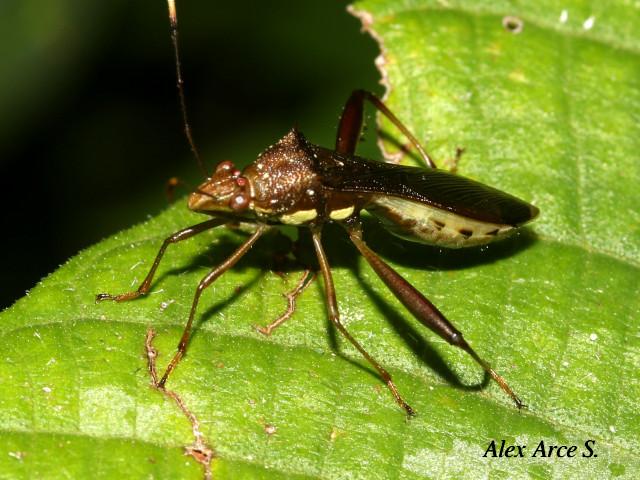 Hyalymenus tarsatus (Insecto texano patas arqueadas)