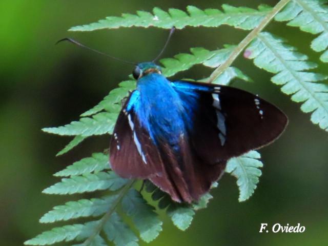Astraptes fulgerator (Saltarina relámpago azul)