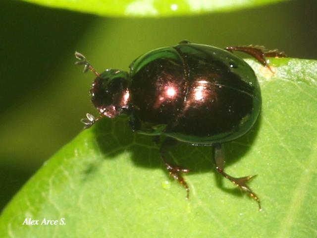 Canthon viridis (Escarabajo pelotero)