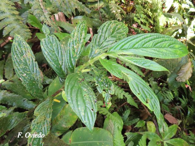 Columnea consanguinea