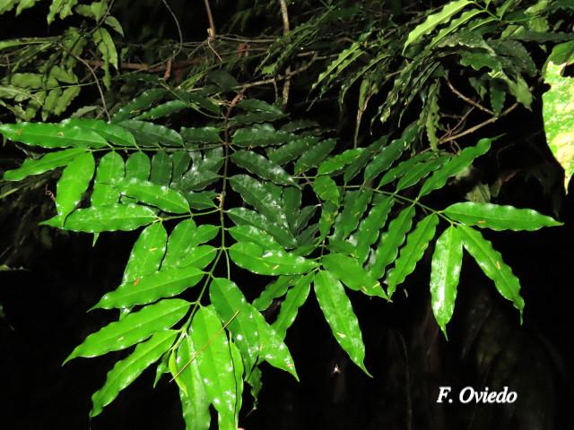 Lacmellea panamensis (Lagartillo, Lagarto negro)
