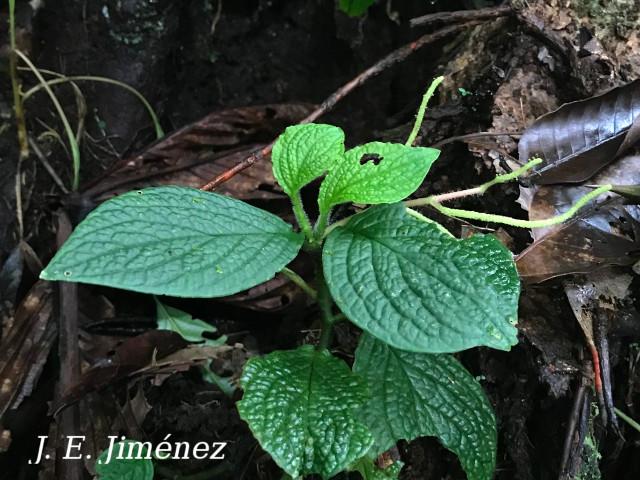 Peperomia guapilesiana