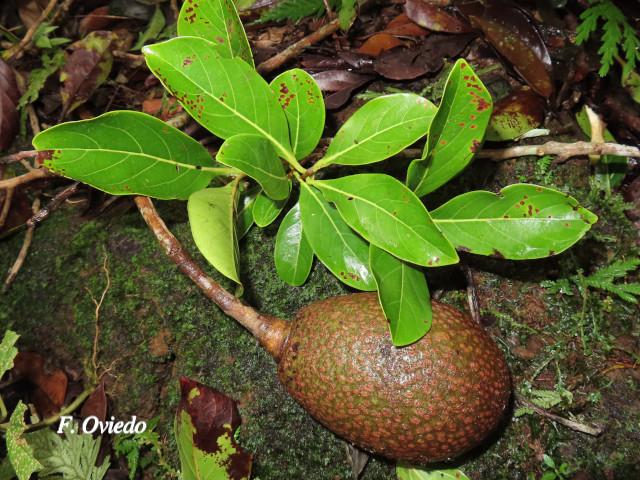 Persea americana (Aguacate)