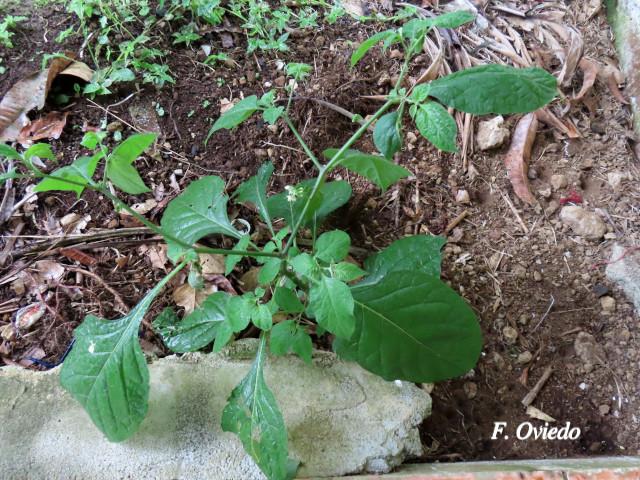 Solanum nigrescens