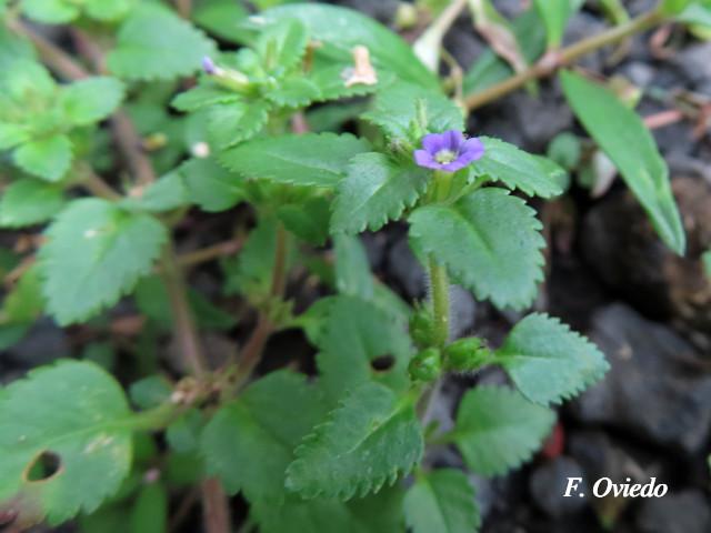 Stemodia verticillata