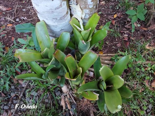 Aechmea mexicana