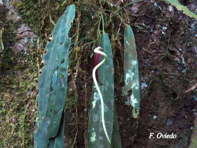 Anthurium wendlingeri