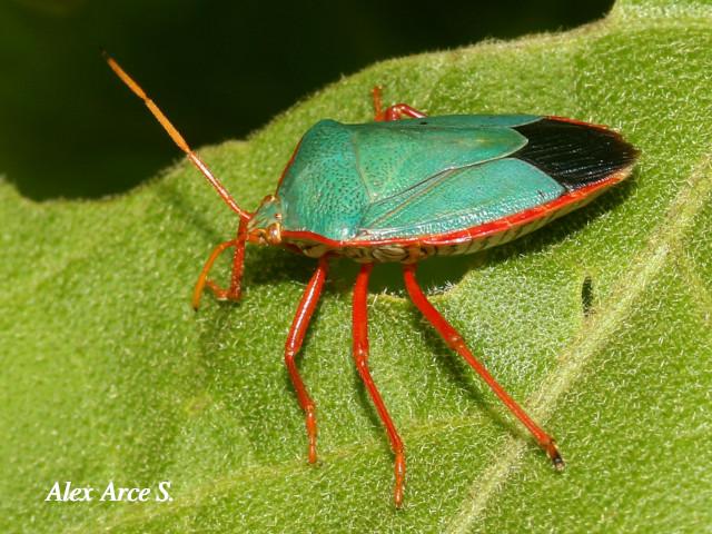 Edessa rufomarginata (Chinche de bordes naranjas)