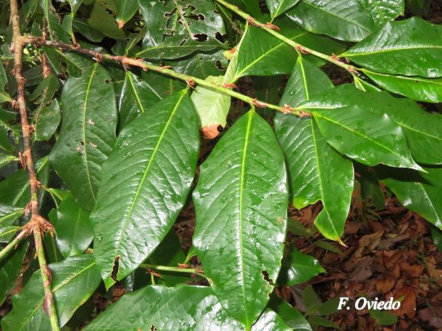 Erythroxylum macrophyllum