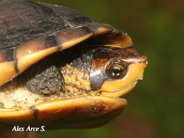 Kinosternon leucostomum (Tortuga de pantano)