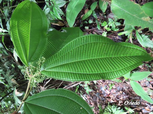 Miconia solearis