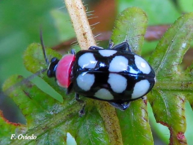 Omophoita aequinoctialis (Escarabajo pulga)