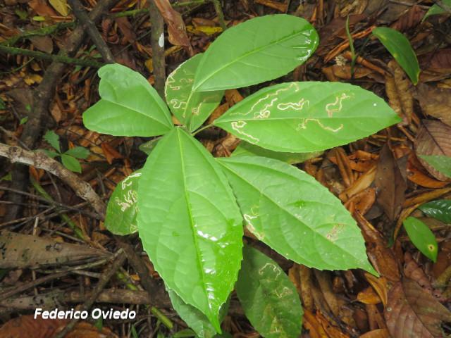 Pleuranthodendron lindenii (Hojancha, Huesillo)