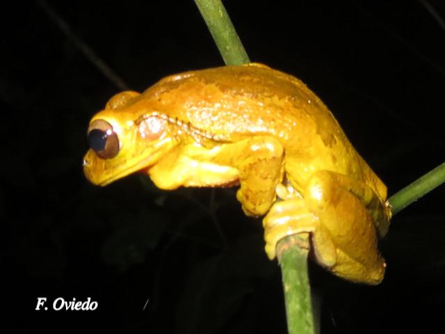 Smilisca sordida (Rana arborícola parda)