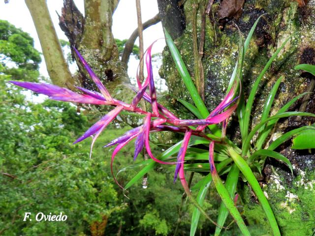 Tillandsia leiboldiana