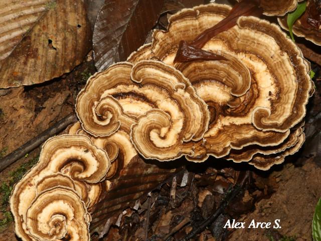 Trametes elegans