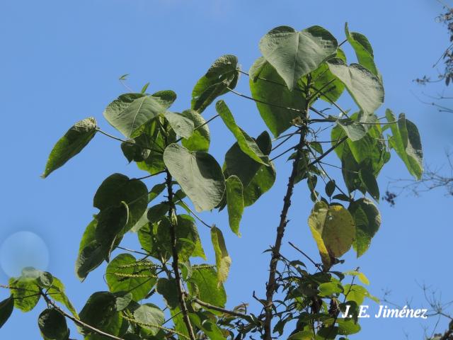 Acalypha macrostachya (Falsa ortiga)