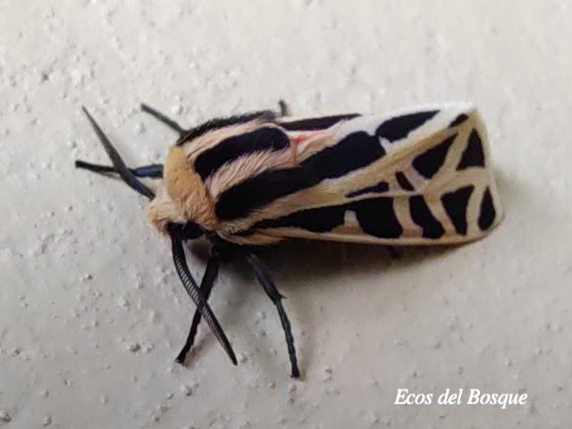 Apantesis proxima (Polilla tigre mexicana)