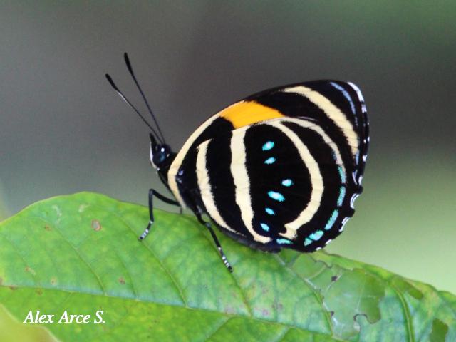 Callicore lyca aerias