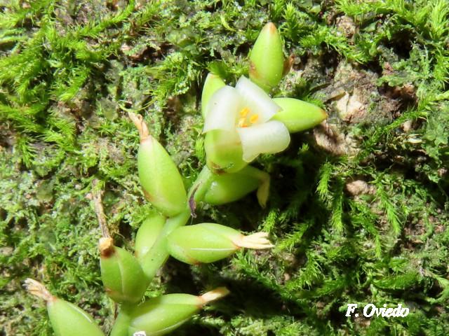 Catopsis sessiliflora