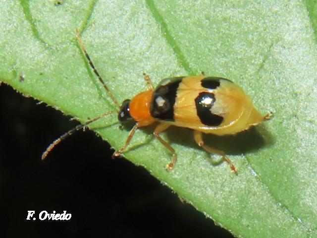 Diabrotica chontalensis