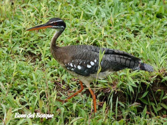 Eurypyga helias (Garza del sol)