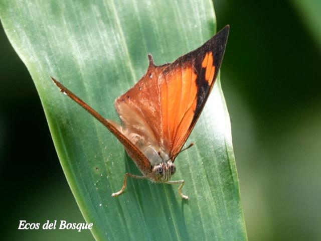 Fountainea eurypyle confusa (Ala de hoja puntiaguda)