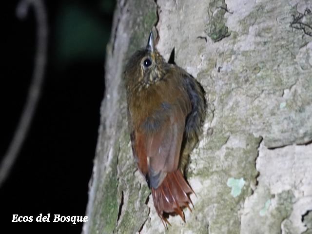 Glyphorhynchus spirurus (Trepadorcito pico de cuña)