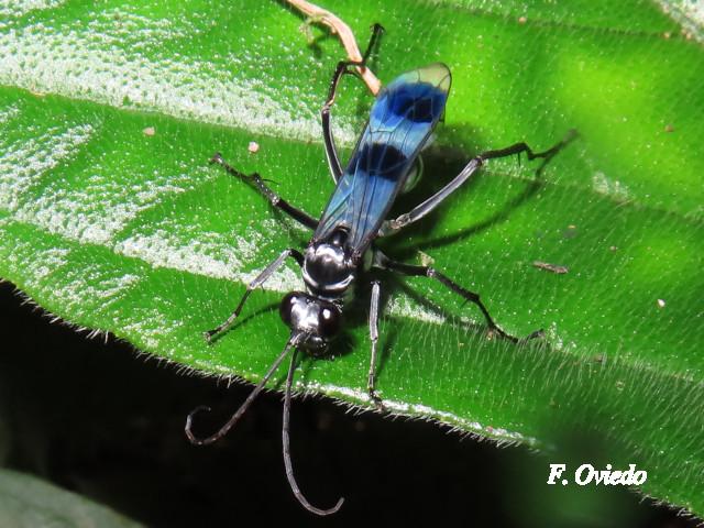 Priochilus gloriosum (Avispa cazadora de arañas)