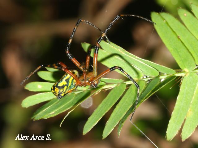 Leucauge mariana