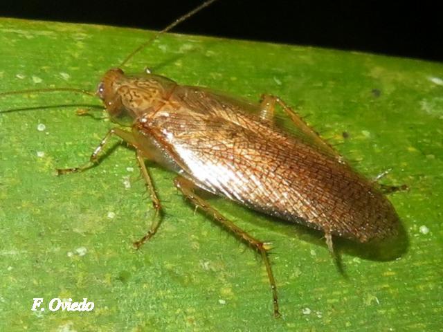 Nahublattella fraterna (Cucaracha de la madera de alas transparentes