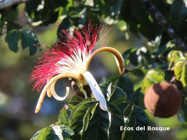 Pachira aquatica (Poponjoche)