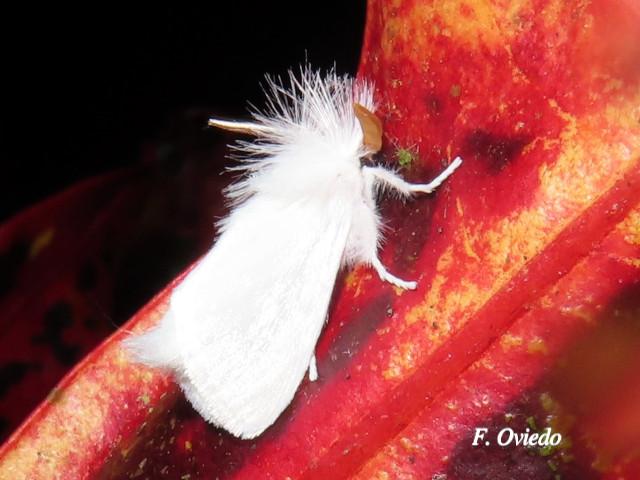 Rupela albinella (Polilla blanca)