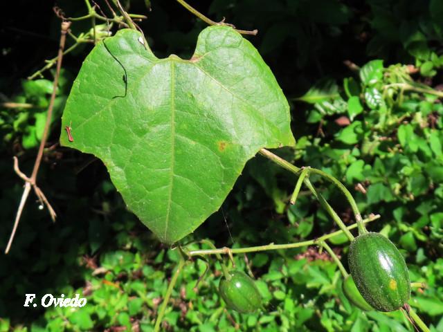 Selysia prunifera