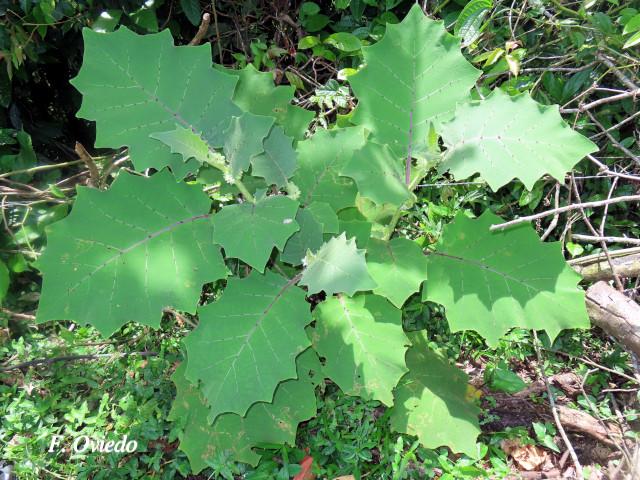 Solanum candidum (Huevos de perro)