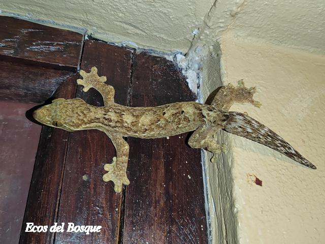 Thecadactylus rapicauda (Geco cola de nabo)