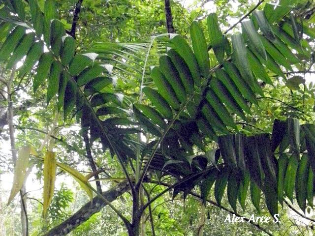 Chamaedorea tepejilote (Pacaya)