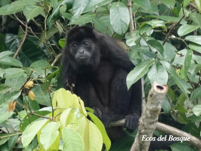 Alouatta palliata (Mono congo, mono aullador)