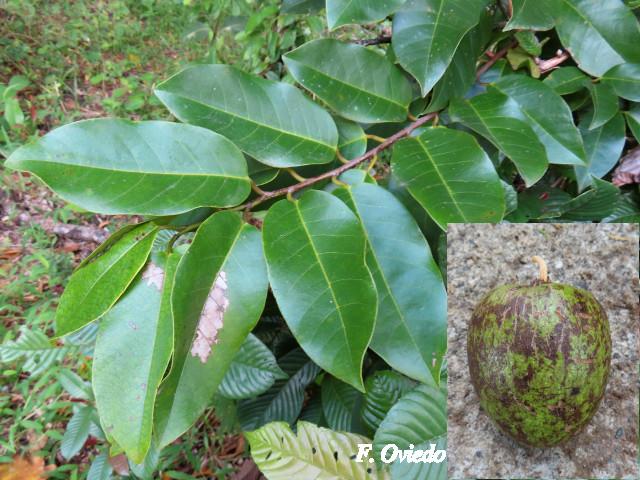 Annona glabra (Guanábana silvestre)