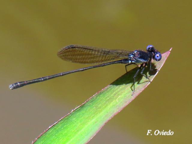 Argia translata (Azulilla de arroyo fusca)