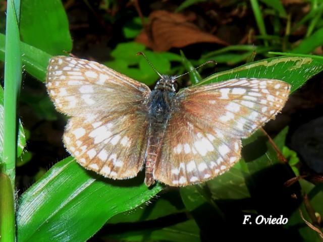 Burnsius oileus (Saltarina a cuadros tropical)